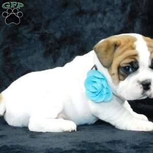 Wrinkles, Miniature Bulldog Puppy